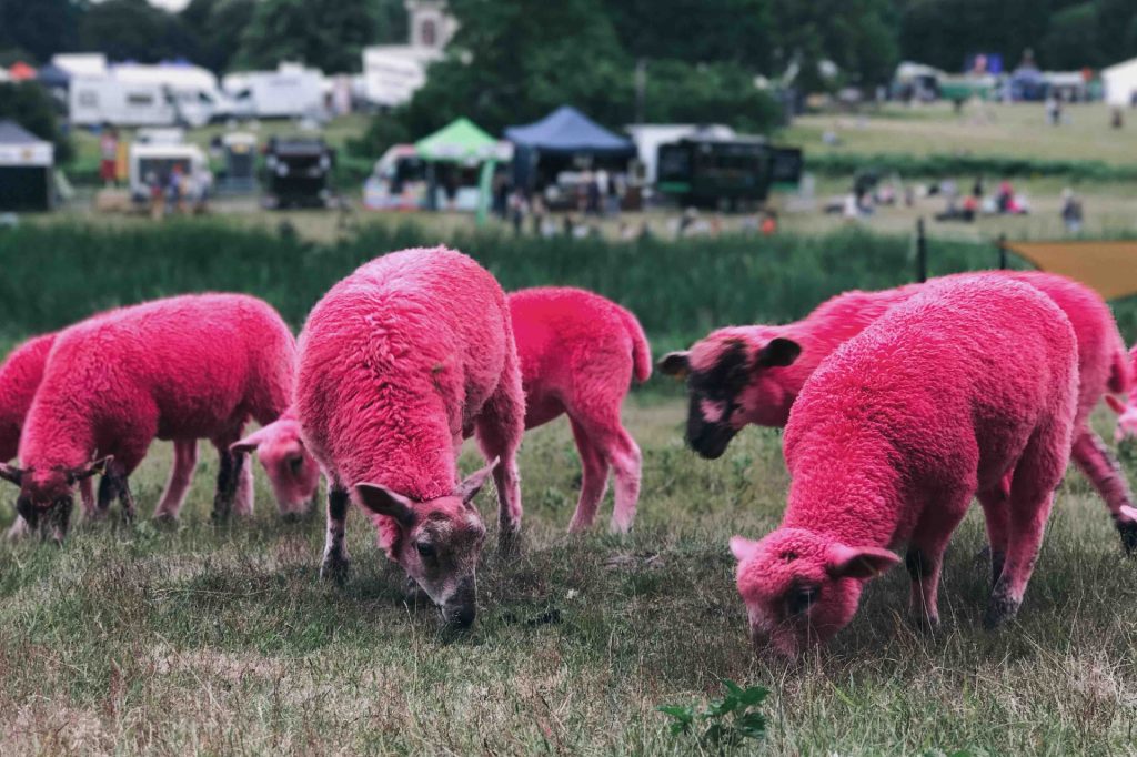 Sheep painted bright pink!